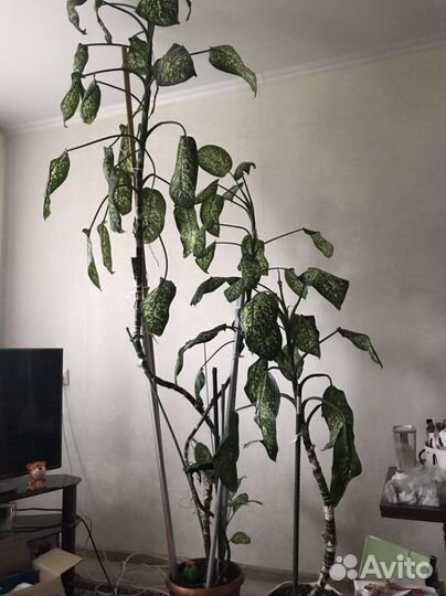 Цветы Диффенбахия