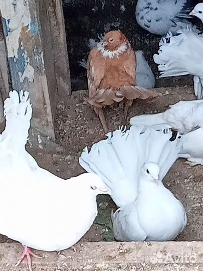 Продам голубей