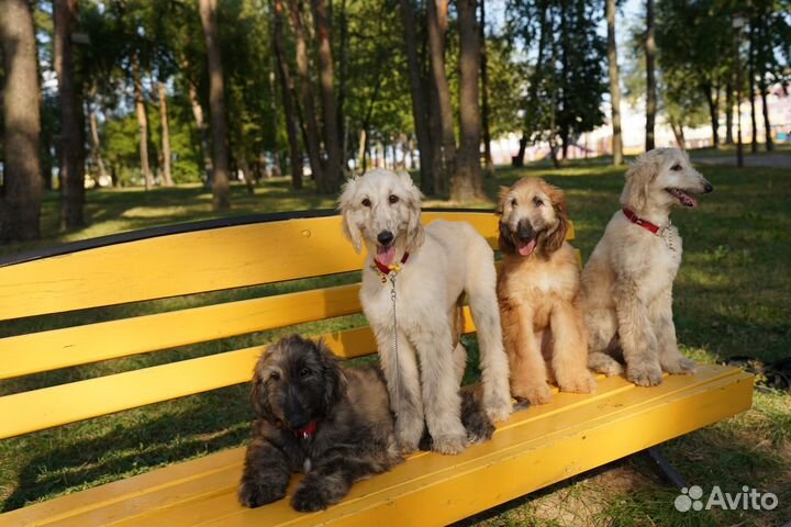 Афганская борзая щенки