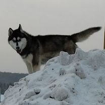 Сибирский хаски