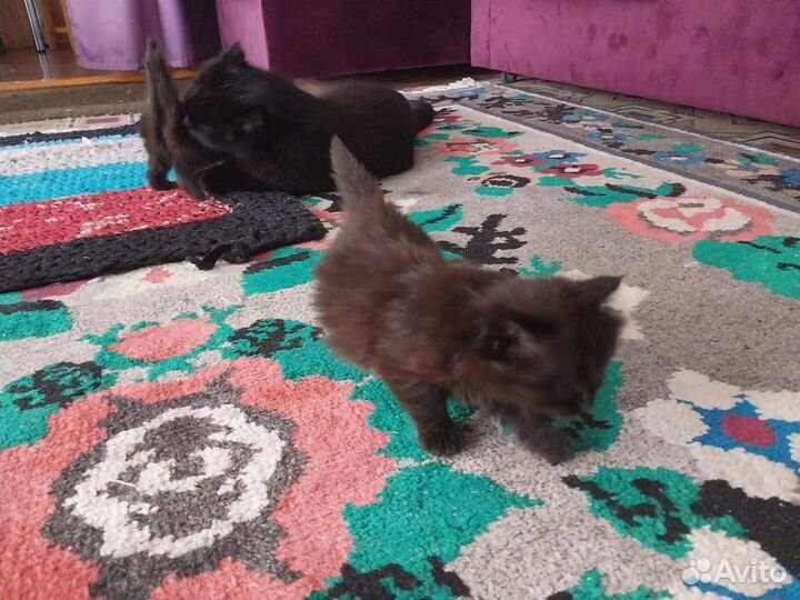 Котята в добрые руки девочки