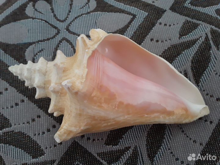 Ракушка морская большая 17 см натуральная