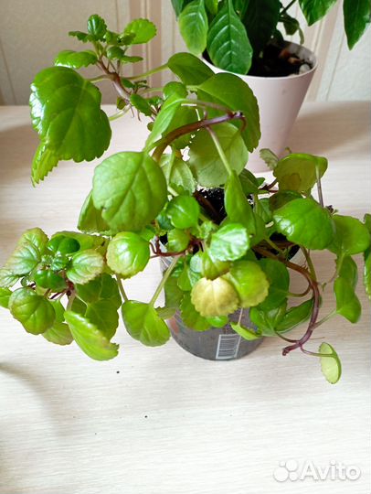 Плектрантус