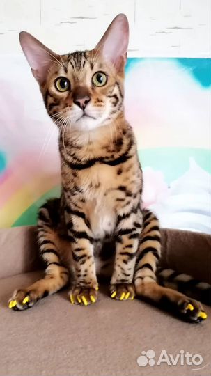 Коготки накладные для кошки антицарапки