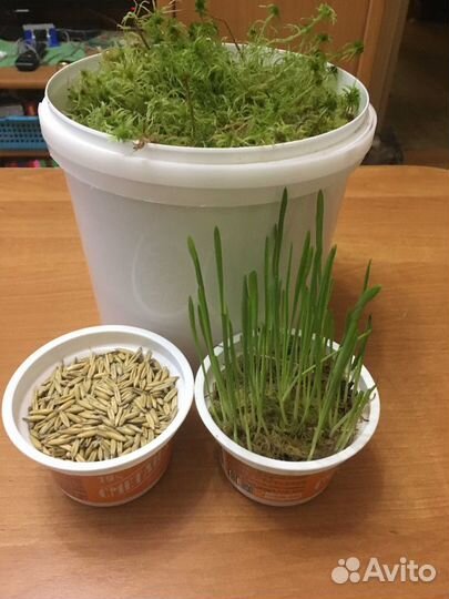 Мох сфагнум