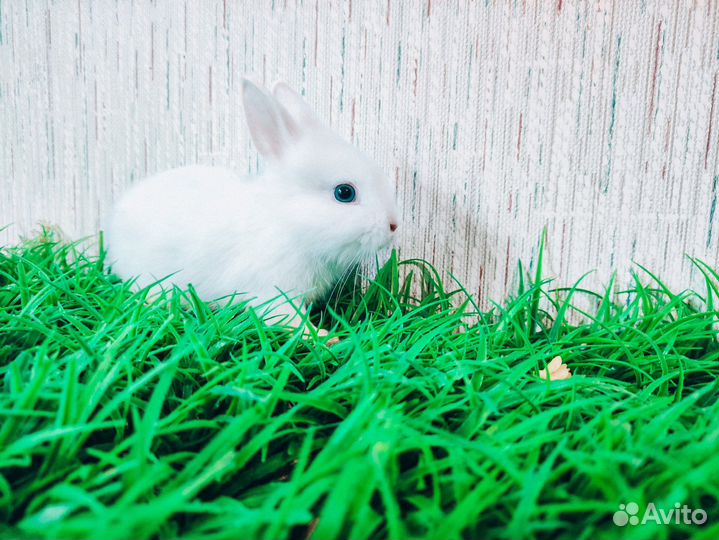 Мини карликовый кролик