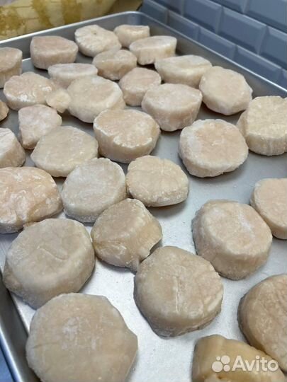 Морской Гребешок