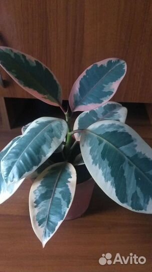 Фикус эластика тинеке