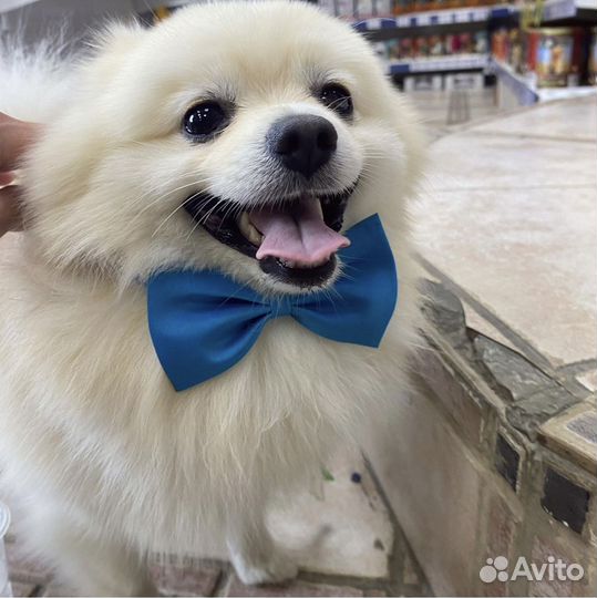 Домашняя передержка животных