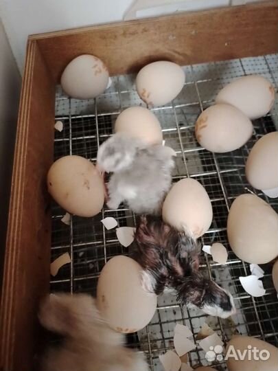 Цыплята цесарки