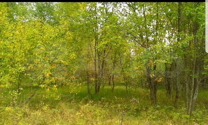 Участок 11 сот. (СНТ, ДНП)