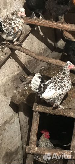 Петушки карликовые, бентамки, корольки