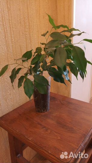 Фикус Бенджамина