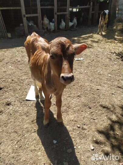 Телята. Тëлки