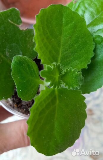 Плекрантус-комнатная мята