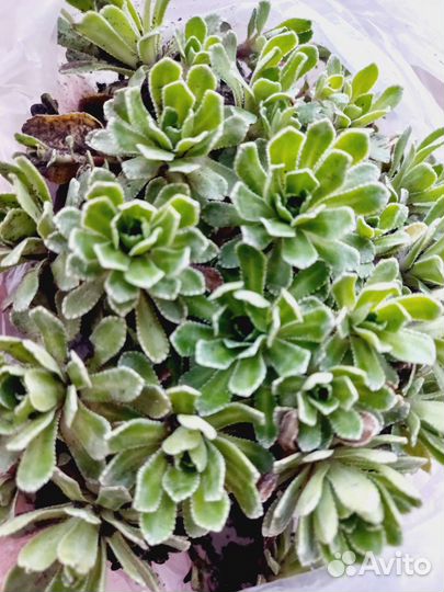 Молодило садовое