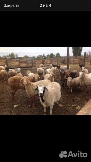 Овцы