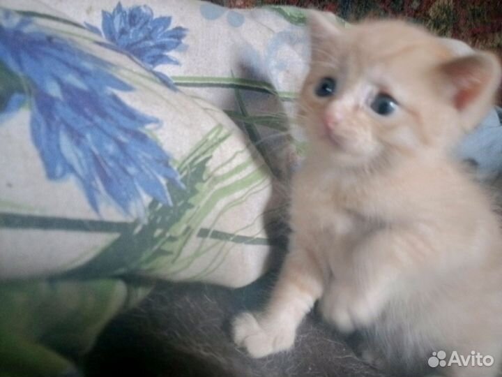 Кошка в дар шотландская