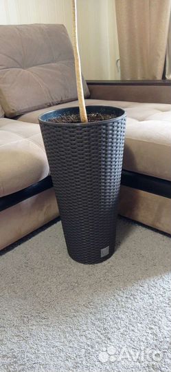 Пальма драцена с кашпо