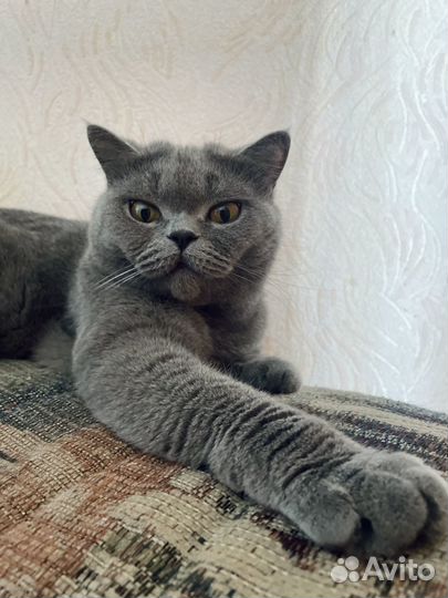 Британская кошка