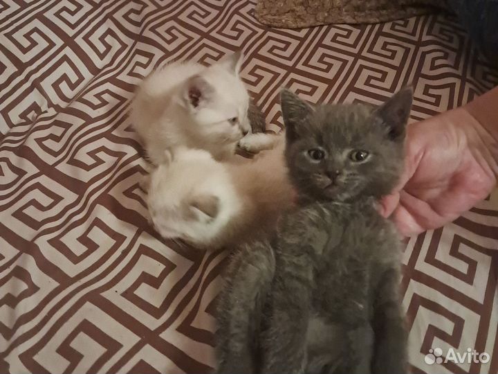 Котята тайской породы