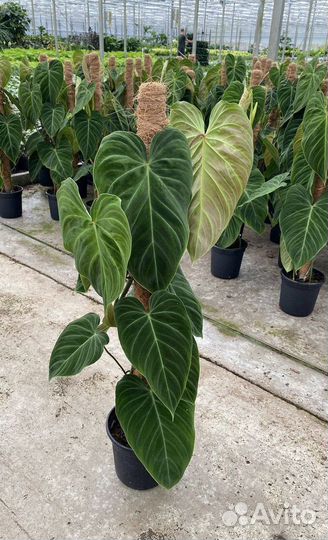 Филодендрон сплендид