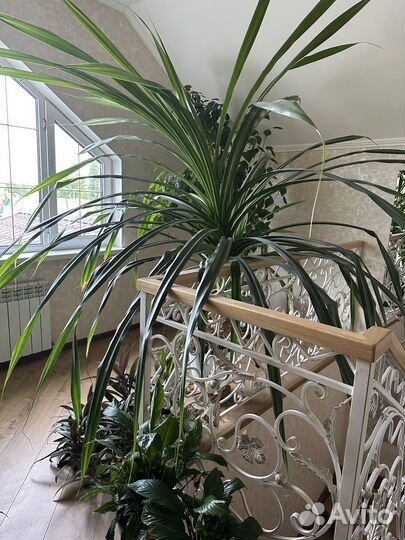 Пальма панданус