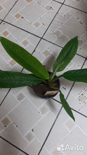 Филодендрон кампии