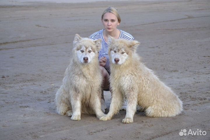 Передержка домашних животных