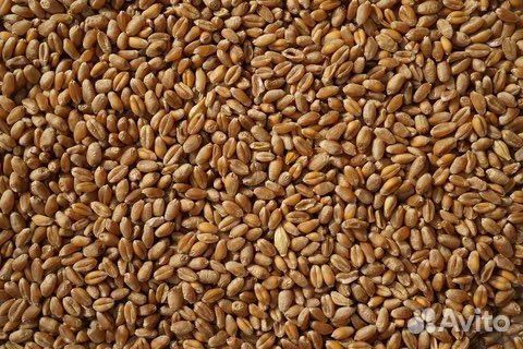 Зерно пшеница 3 класс