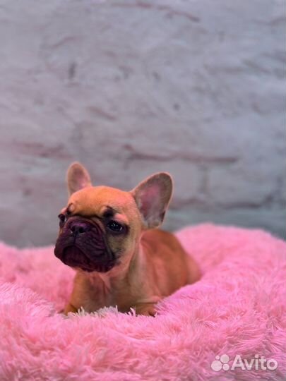 Французский бульдог мальчишки