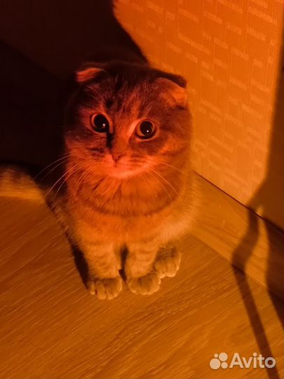 Шотландская вислоухая кошка