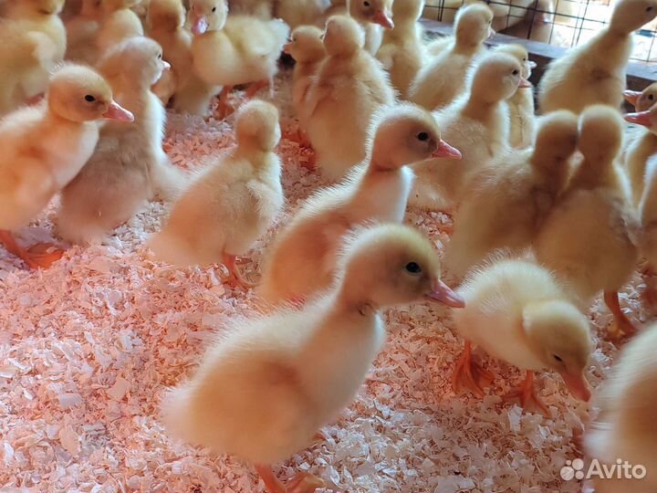 Бройлер, утёнок, несушкка