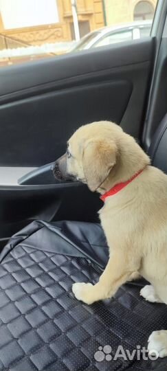 Щенок-девочка в добрые ручки