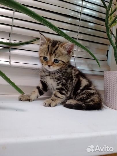 Шотландские котята
