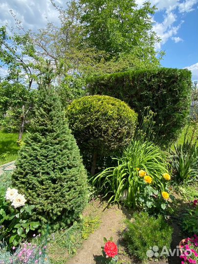 Стрижка кустарников, стрижка живой изгороди