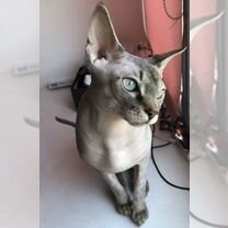 Канадский сфинкс, кот вязка, Воронеж