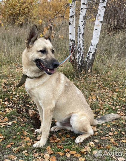 Шарик ищет семью