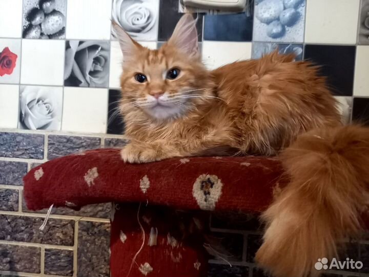 Котята мейн кун