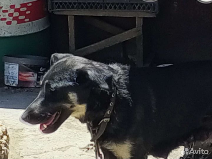 Щенки дворняжки