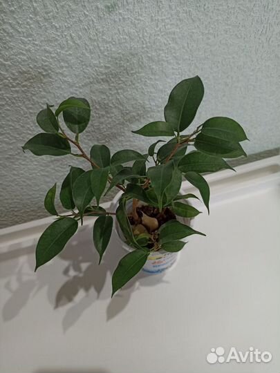 Фикус бенджамина