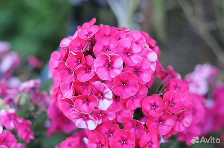 Флокс метельчатый, растопыренный