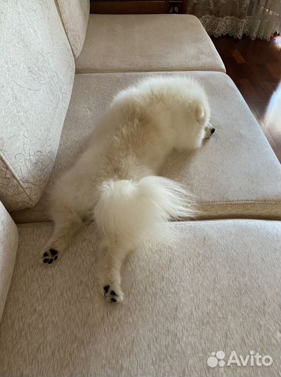 Шпиц кобель вязка