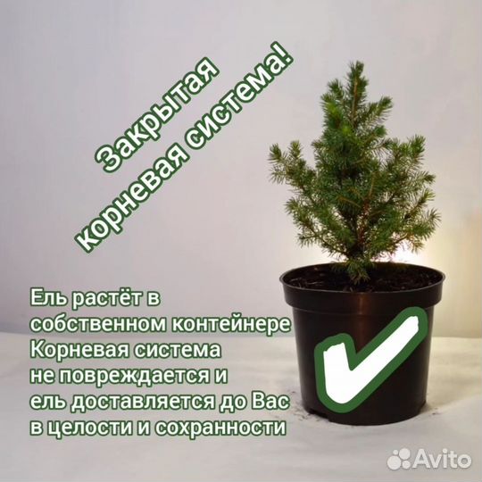 Ель канадская коника