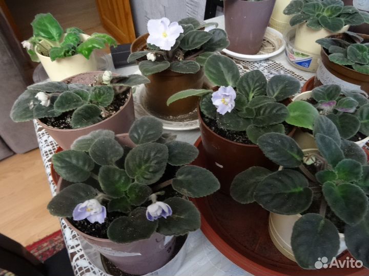 Фиалки обмен