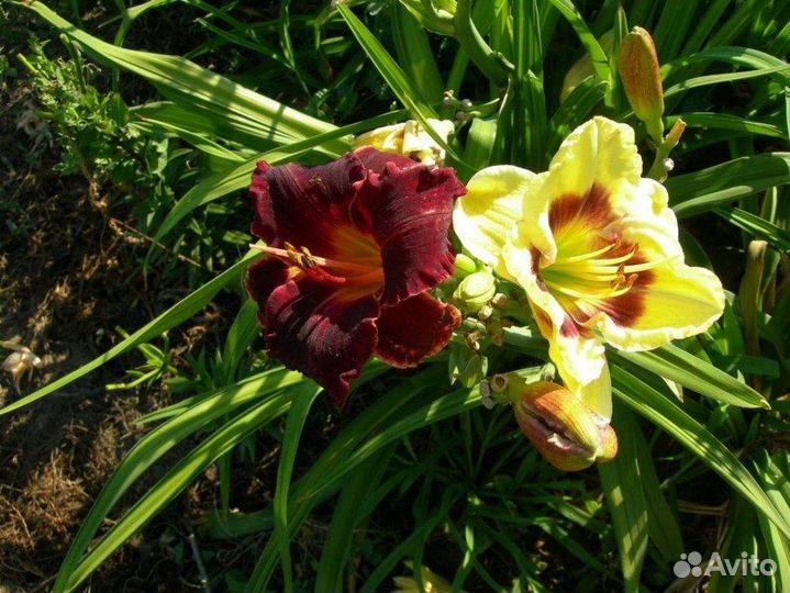 Растения для дачи и сада семена, кусты, луковицы