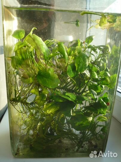 Аквариумные растения обмен