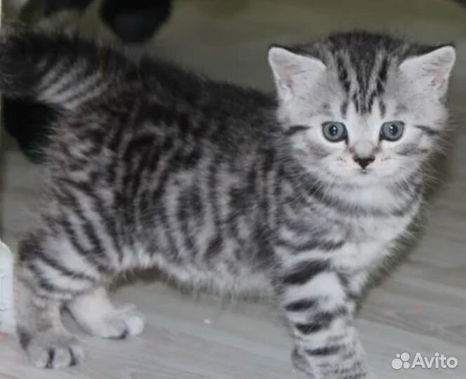 Котята бесплатно