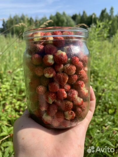 Ягода полевая