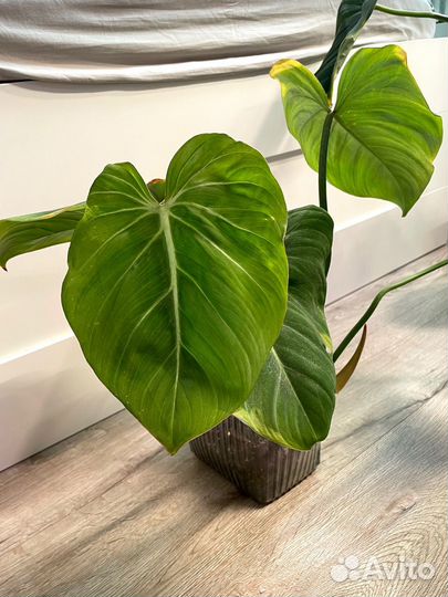 Филодендрон глориозум